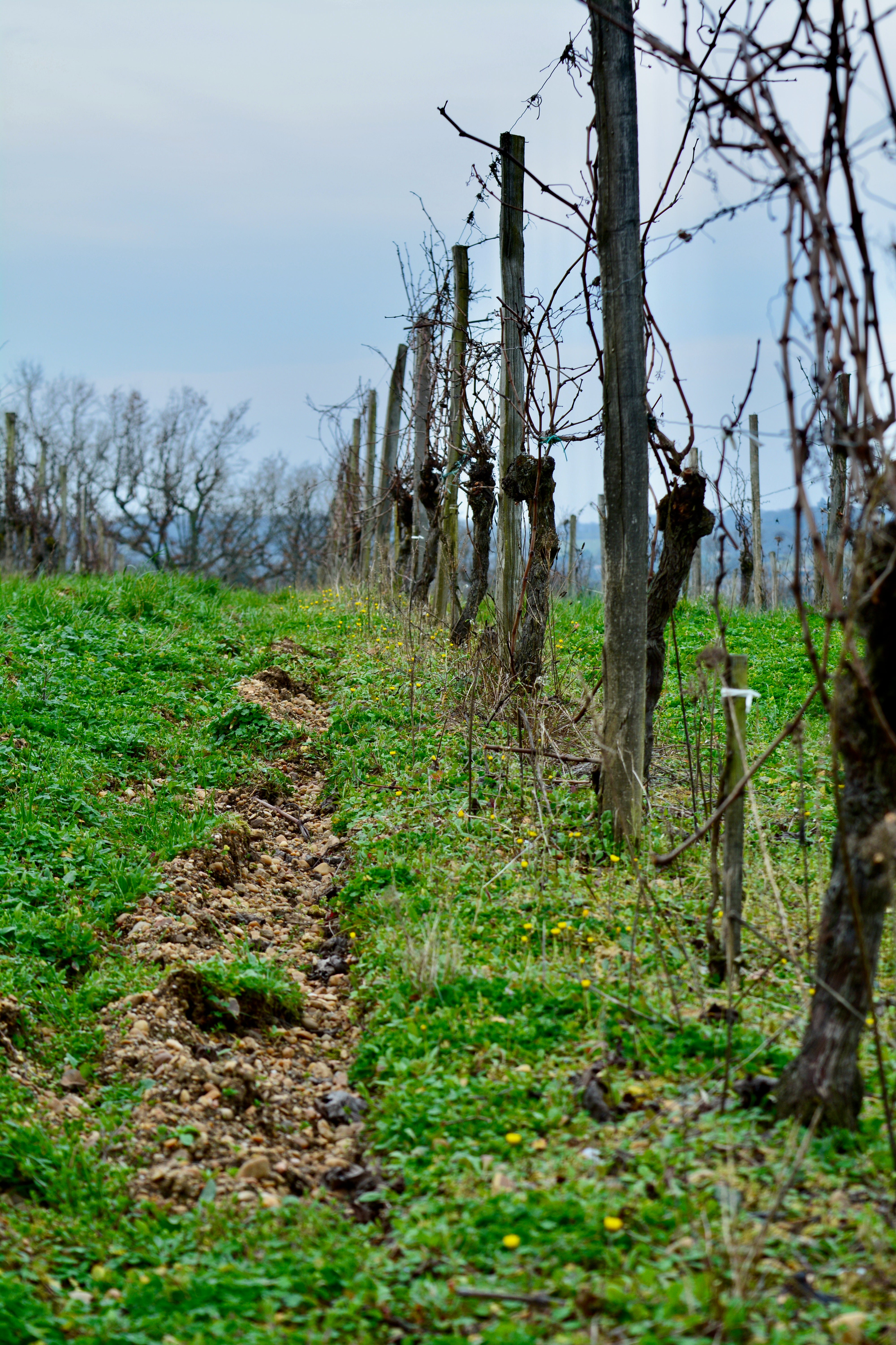 Château Viticole Exceptionnel en Gironde