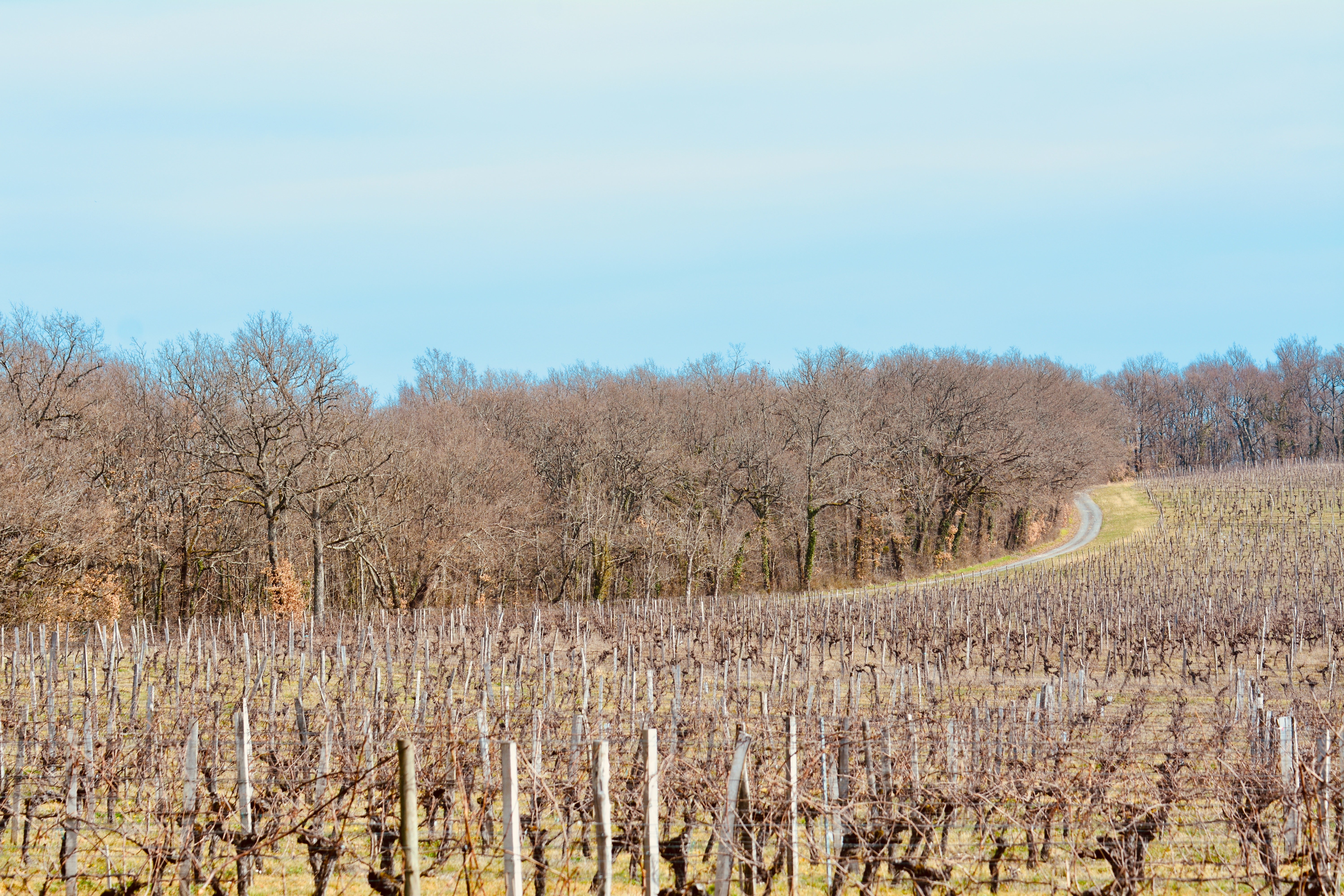 Château Viticole Exceptionnel en Gironde
